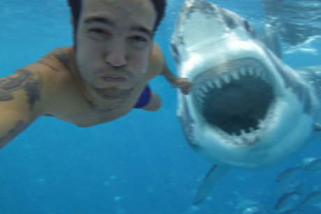 selfie requin